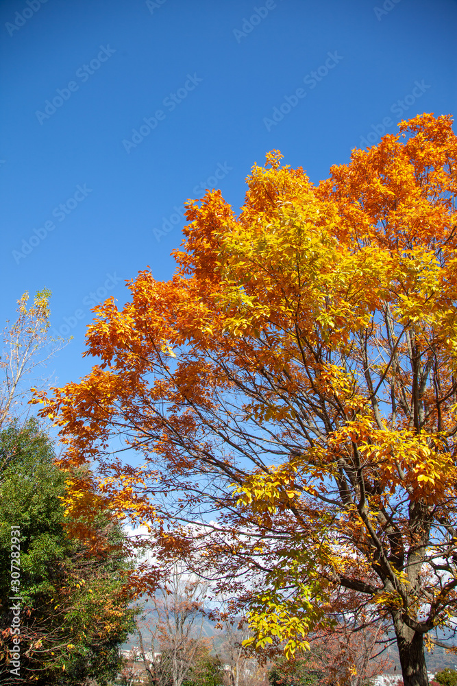 紅葉 紅葉