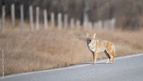 Fotografija A coyote in Banff, Canada