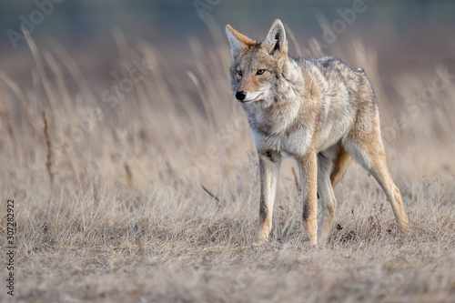 Stampa su tela A coyote in Banff, Canada