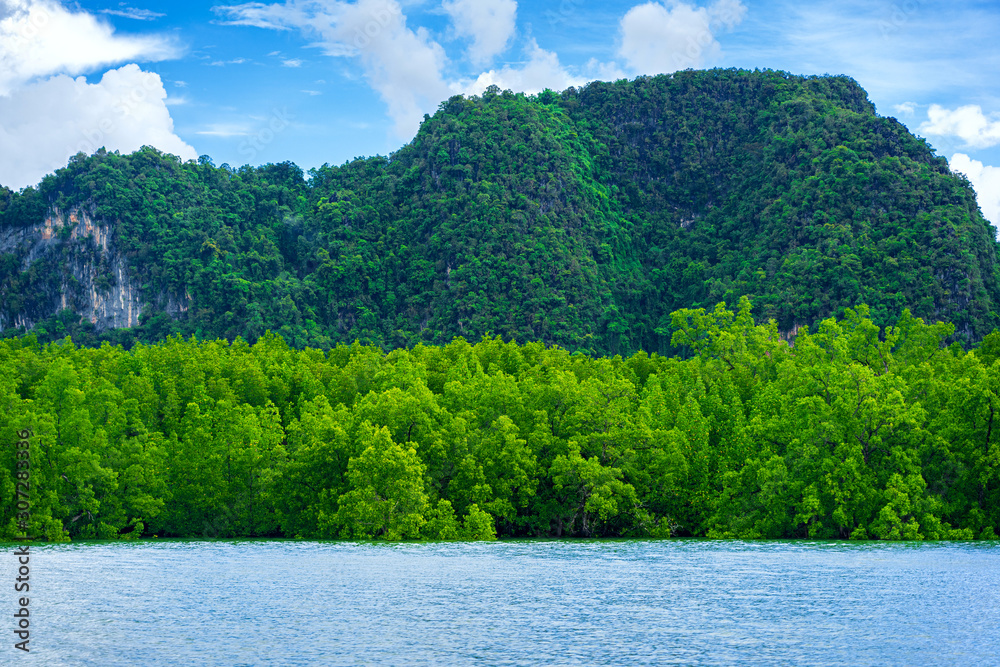 Green mangrove forest with mountain and blue cloudy sky Green mangrove forest with mountain and blue cloudy sky