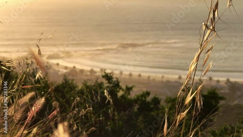 grass blowing in the wind with a Sunset over Camps Bay Beach, Cape Town