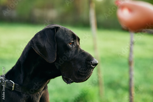 portrait of a dog