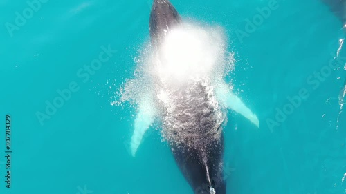 Aerial drone top view of a pack of three Humpback Whales swimming in the calm and turquoise arctic Baffin Sea, Greenland, blowing jets of water from their blowholes, showing skin details