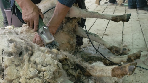 Men shearer shearing sheep at agricultural show in competition. The process by which wool fleece of a sheep is cut off. Electric professional sheep manual hair clipper sheep cutting shearing machine.