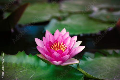 Water lily lotus flowers and leaves
