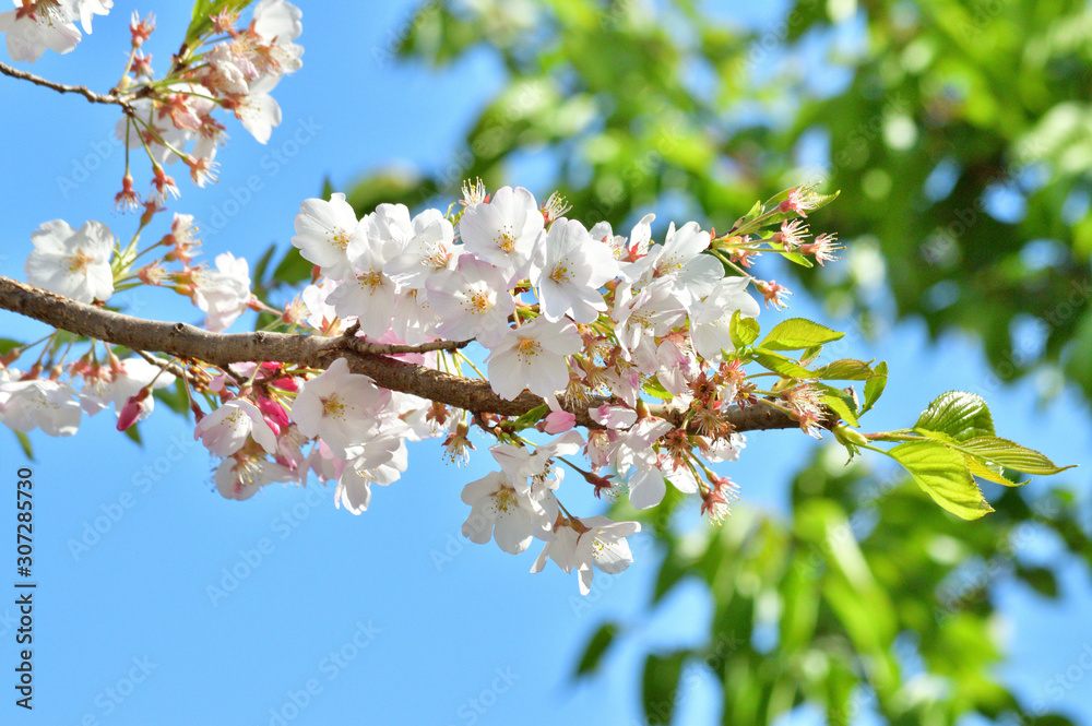 Fototapeta premium 青空を背景として、神代曙と推定されるサクラの樹の枝の花をローアングルで撮影した写真
