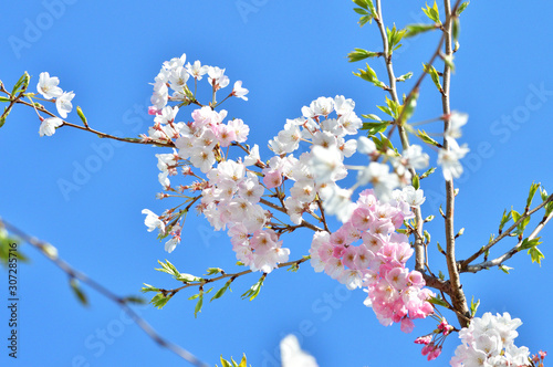 青空を背景として、神代曙と推定されるサクラの樹の枝の花をローアングルで撮影した写真
