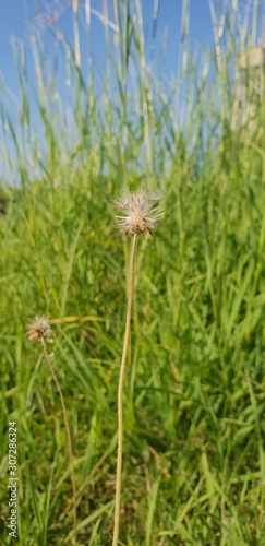 Grass on a Green Background