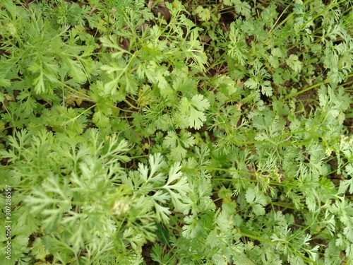 Green leaved coriander plants in kitchen garden