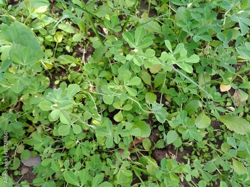 background of  fenugreek green leaves in the garden