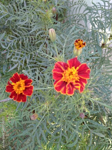 A close snapshot of marigold flowers with green leaves