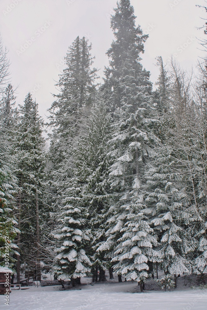 Fototapeta premium fresh snow in forest treesf