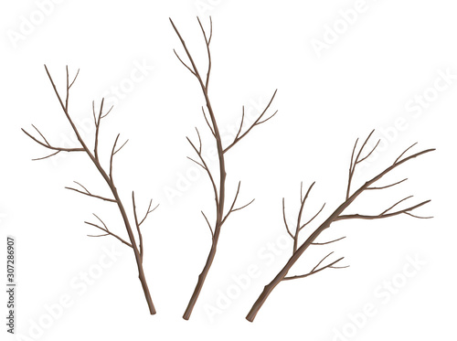 Set of Tree Branches