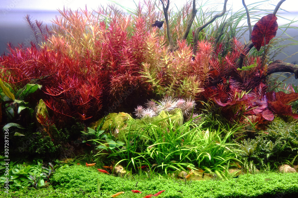 Colorful aquatic plants in Dutch style of Aquascape. Stock Photo - Adobe Stock