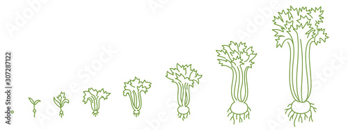 Celery plant, growth stages. Animation of the development process. Set of Agriculture. Vector line contour.