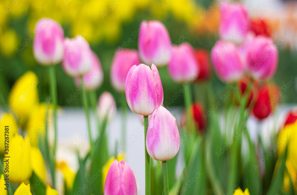 Pink tulips flower, beautifuly flower in garden plant, tulipa spring-blooming