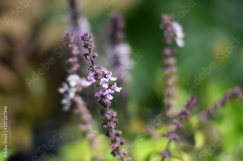 Purple Basil Flowers