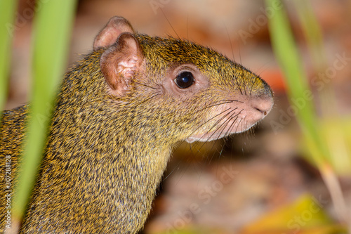 Central American agouti (Dasyprocta punctata) or Sereque Close-up