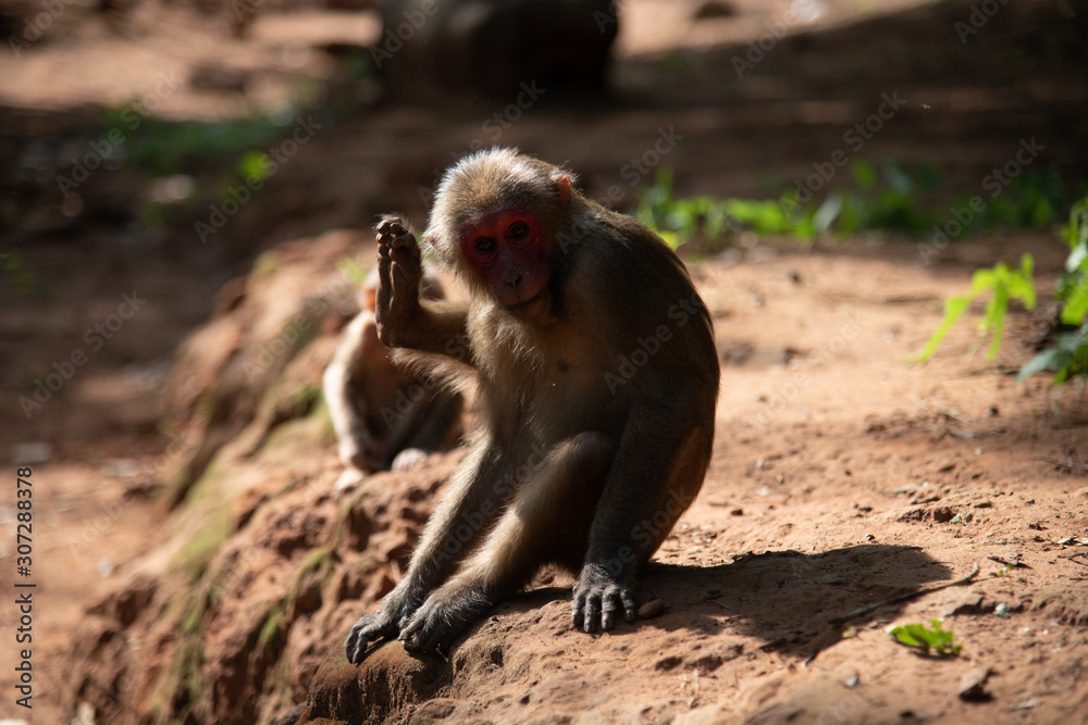 Fototapeta premium Stump-tailed macaque, Bear macaque / Macaca arctoides