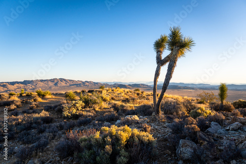 Joshua Tree on a mountain overlooking valley below with mountains in the background