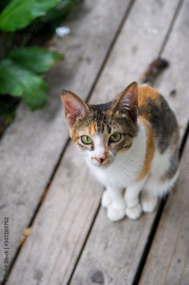 Obraz premium stray cat