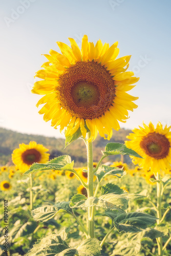 Sunflower natural background. Sunflower blooming.