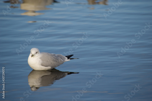 bird in water