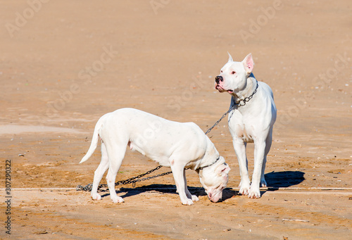 Couple of white dogs at the beach 