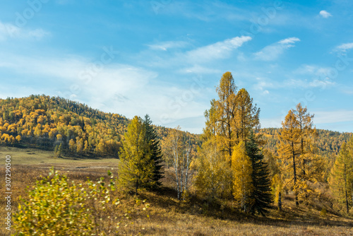 Fototapeta Naklejka Na Ścianę i Meble -  Autumn autumn in Xinjiang.