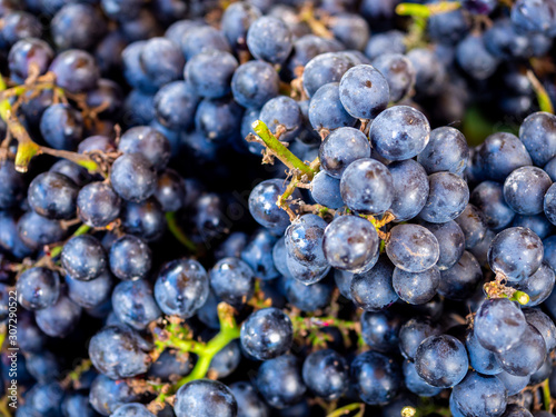 Grape background. Dark blue grapes.