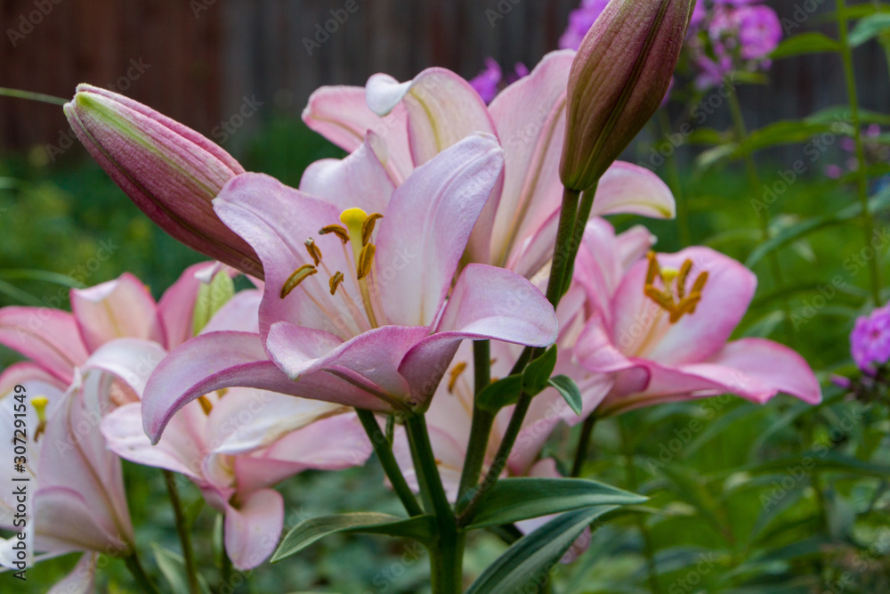 Pink Planet Lily (Lílium) - variety is a tubular hybrid of lilies, a genus of plants of the Liliaceae family. Perennial herbs, equipped with bulbs consisting of fleshy grassroots pinkish leaves. 