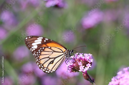 butterfly on flower