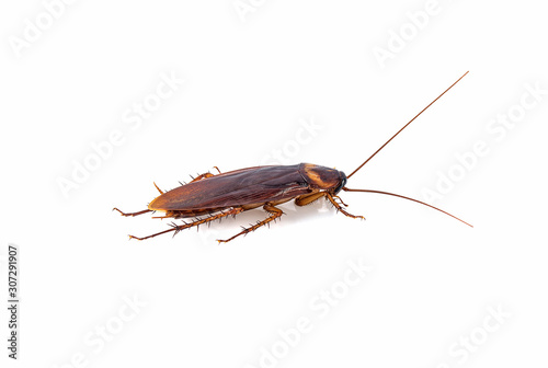 closeup cockroach isolated on a white background © supasart