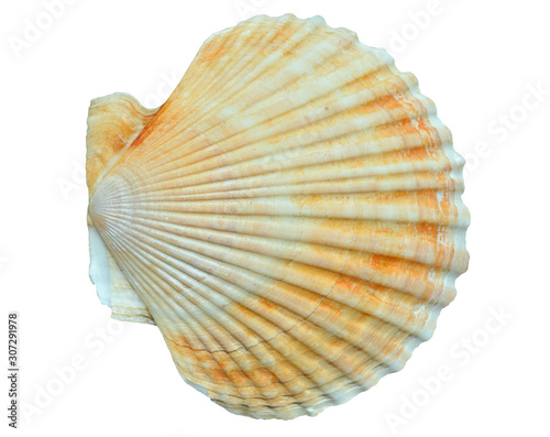 Shell of scallop 5