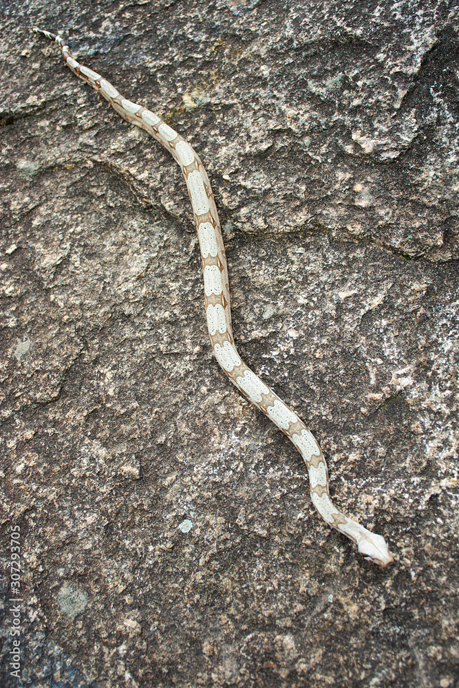 piton snake on the stone