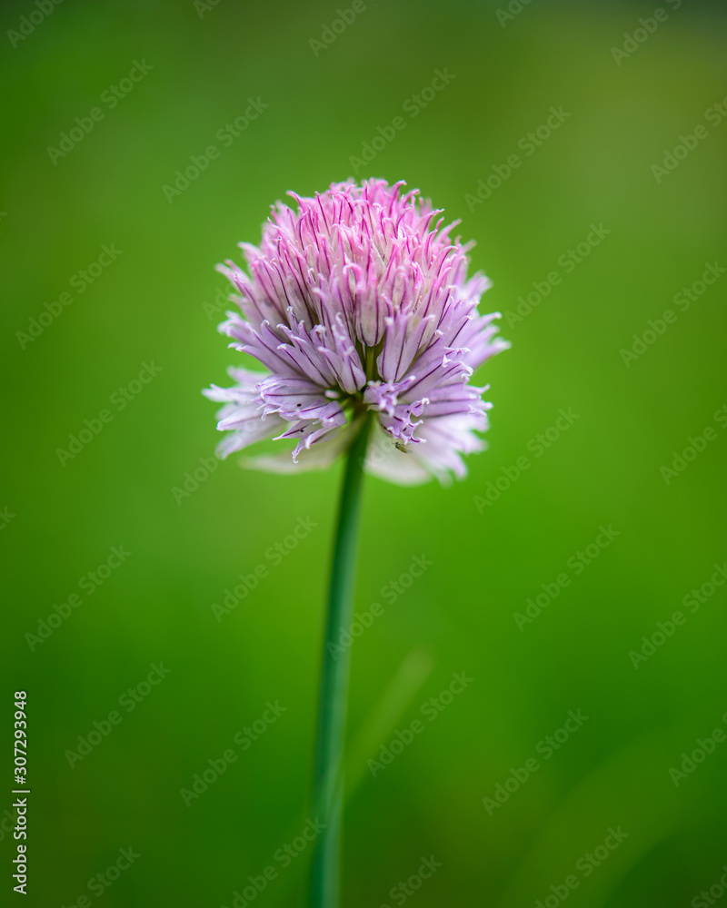 Obraz premium flower on green background