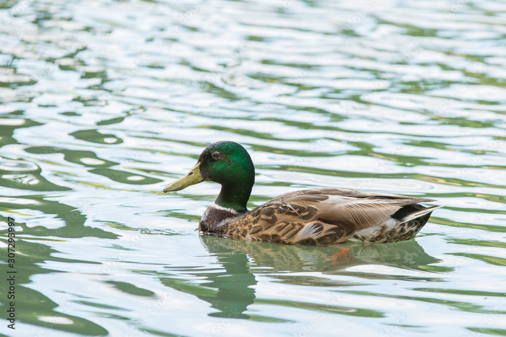 Obraz premium Mallard duck male drake swimming in water