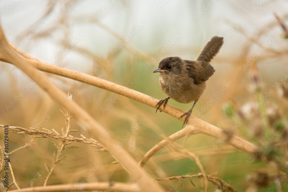Fototapeta premium House Wren bird perched on a dry stik twig branch
