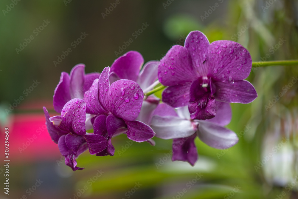pink orchid on green background pink orchid on green background