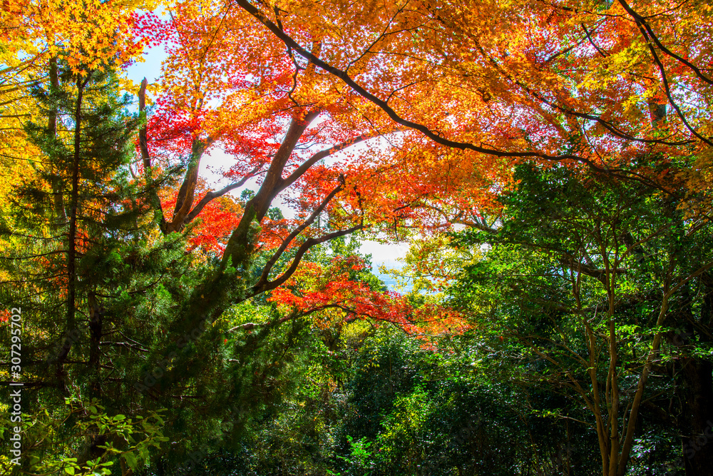 紅葉のある風景