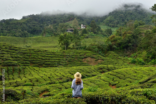 The Cameron Highlands the Garden of Malaysia