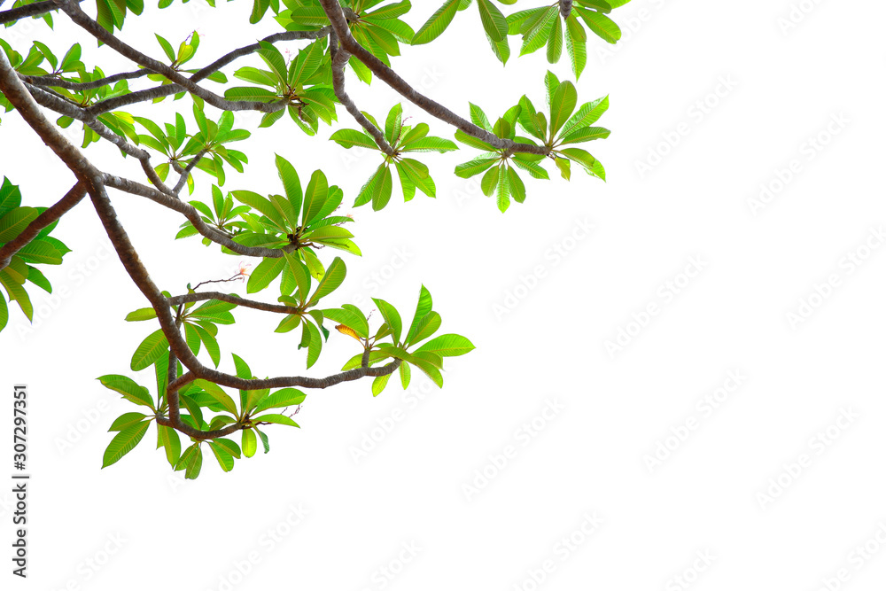 Asian tropical green leaves that isolated on a white background Asian tropical green leaves that isolated on a white background