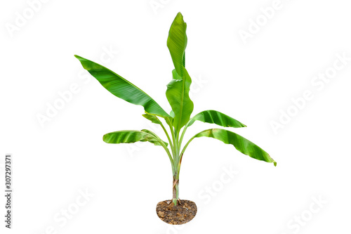 Green Young Banana tree isolated on a white background