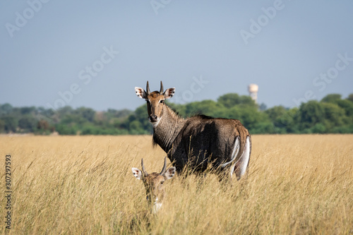 Largest Asian antelope nilgai or blue bull or Boselaphus tragocamelus at grassland of tal chhapar sanctuary, churu, rajasthan, india photo