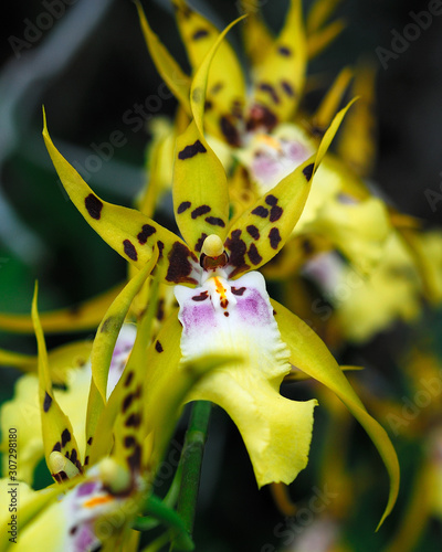 Star Orchids photo