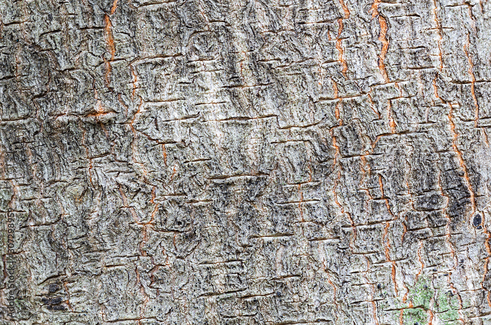 Natural background concept of close up tree trunk image Natural background concept of close up tree trunk image