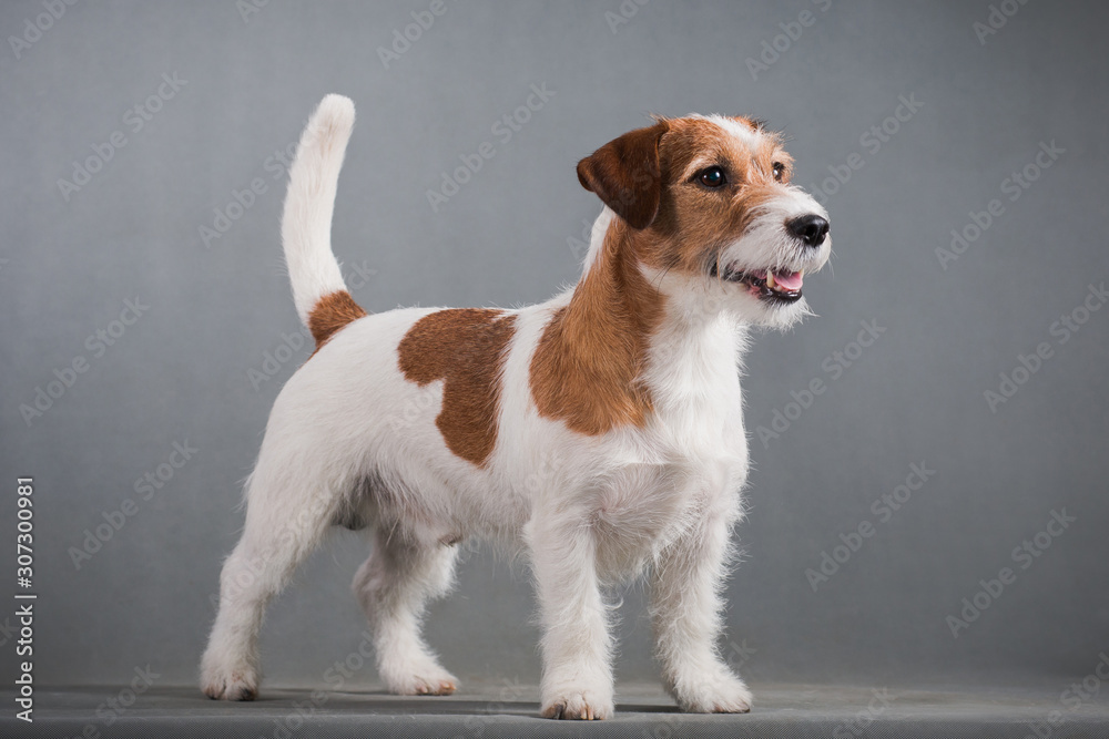 White-red dog breed hard Jack Russell Terrier on a gray background