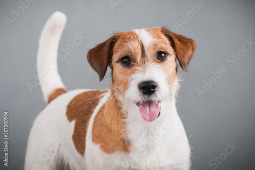 white-red dog breed hard Jack Russell Terrier on a gray background