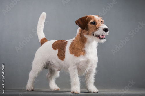 White-red dog breed hard Jack Russell Terrier on a gray background