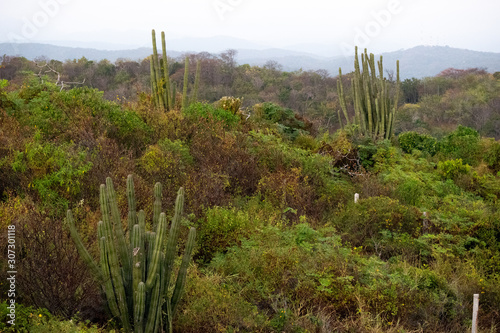 Cactus, green, field, landscape, vegetation, mountains, view